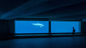 Final Beluga Transfers Close Marineland Chapter, But Ontario Has Yet to Fix the System That Allowed It