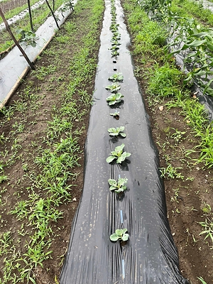 Plant Biomass based Biodegradable Mulch Film for Agriculture