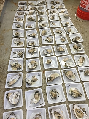 Oyster seed hybridization in process. Pacific Hybreed's seed has demonstrated approximately 30% greater yield and up to 50% reductions in harvesting costs due to uniform growth. By offering these gains at commodity pricing, the company enables farmers to increase output and profitability.