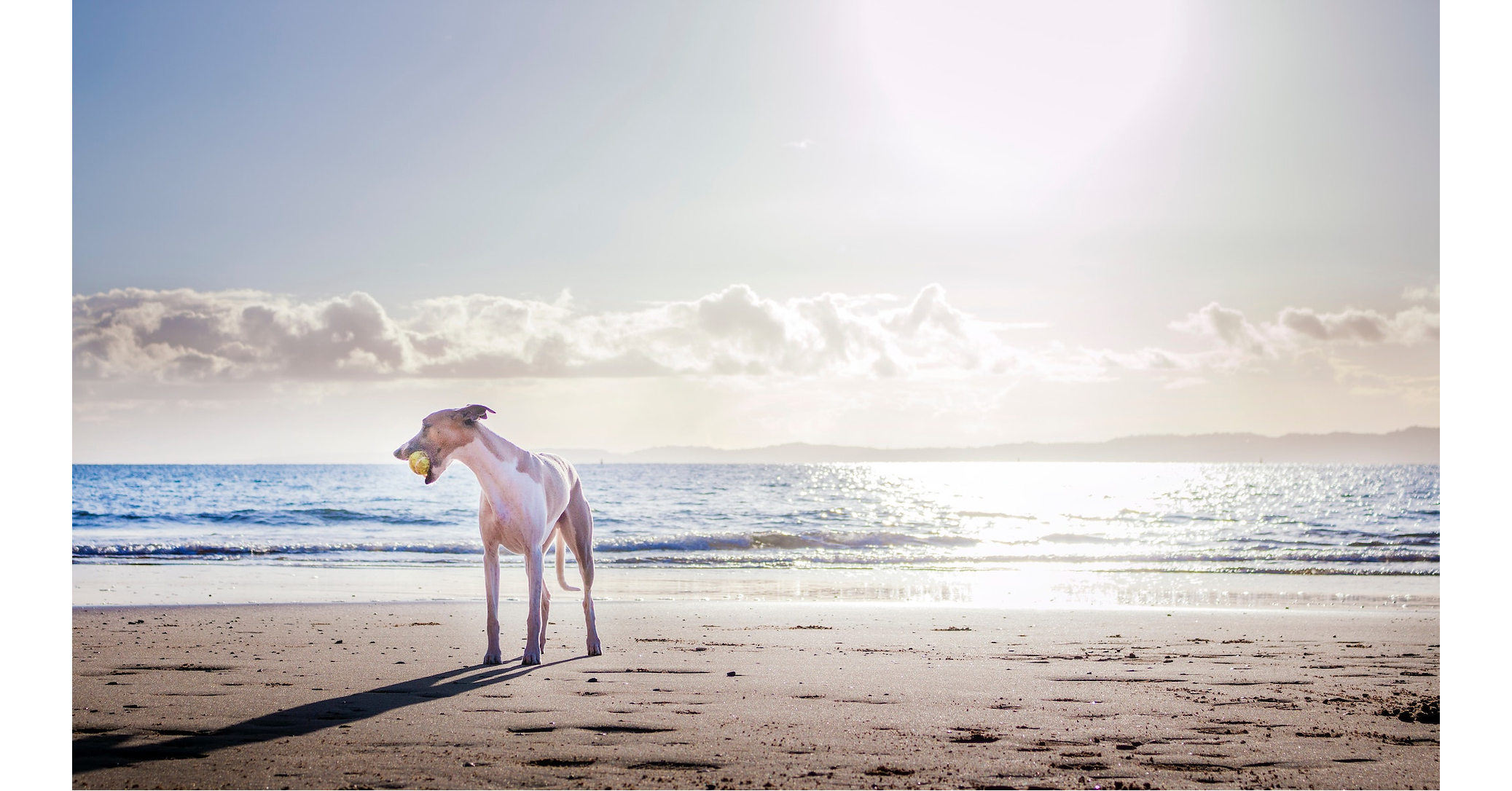 A stem cell therapy for dog arthritis just cleared a major FDA hurdle