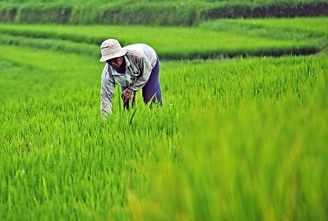 A new study by Dr. Andi Amran Sulaiman from Hasanuddin University and his team highlights how a sustained and integrated approach to agricultural policies could play a critical role in meeting rising food demand and ensuring long-term food security