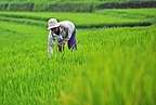 Land Expansion Program Boosts Indonesia's Rice Production, Finds a Hasanuddin University Study