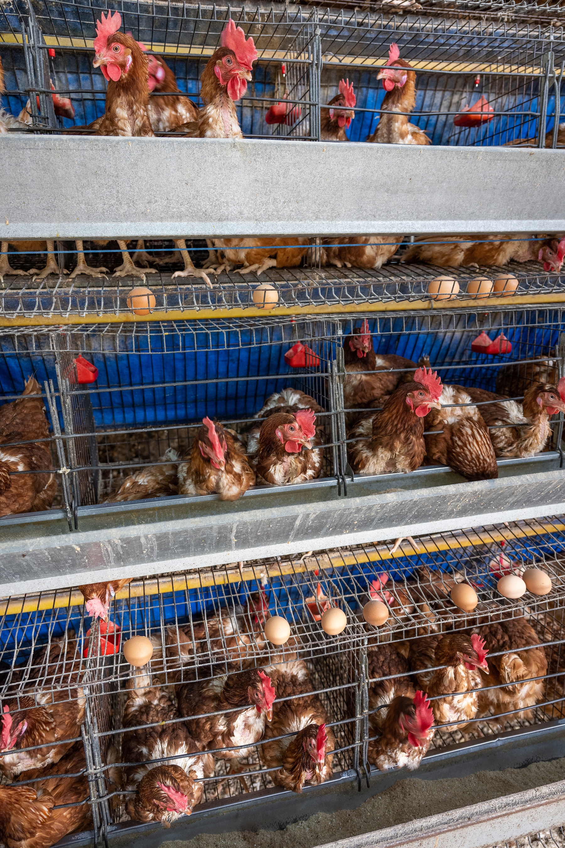 The Humane League's New 2026 Eggsposé Reveals Foodservice Providers Failing to Deliver on Cage-Free Commitments and Recognizes Industry Leaders