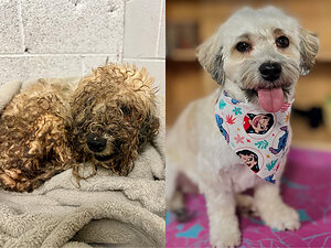 New Jersey Rescue Pup Named America's Top Shelter Dog Makeover in Contest Supporting Dog Adoption