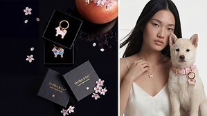 SHIBA &amp; Co. Launches Sakura Limited Edition