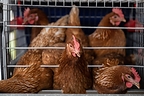The Humane League Launches National Campaign Urging The Kroger Co. To Publish Roadmap To 100% Cage-Free Eggs