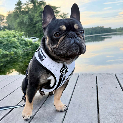 Wag Trendz® Launches NeoCool™, the First-of-Its-<em>Kind</em> Patent-Pending Cooling Dog Harness Engineered With Passive Airflow Technology
