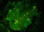 Nuritas Green Week