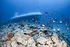 The Atlantis Submarines Maui tour experience showcases the diversity of tropical fish and marine life that are found off the coastline of Lahaina.