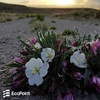 Redefining Reclamation: Colorado Project Showcases an Operator Driven Model for Increasing Reclamation Biodiversity at the American Society of Reclamation Sciences (ASRS) Annual Meeting