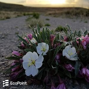 Redefining Reclamation: Colorado Project Showcases an Operator Driven Model for Increasing Reclamation Biodiversity at the American Society of Reclamation Sciences (ASRS) Annual Meeting