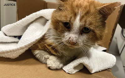 Alley Cat Allies, the leader of the global movement to protect cats and kittens, is offering a reward of up to $15,000 for information leading to an arrest and conviction in the animal cruelty case of a cat named Justice, who was fatally shot with a small crossbow bolt.

Justice, who was loved by his caregivers and described as “very friendly,” was discovered with the bolt piercing through his lower body on Monday, June 1, 2026, at the 200 block of West 8th Street in Salem, Ohio. 