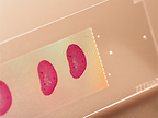 Illumina launches StrataMap Spatial Solution, a powerful end-to-end spatial whole transcriptome research solution