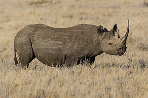 All-new Lab in Kenya Fills Critical Gap in Wildlife Health