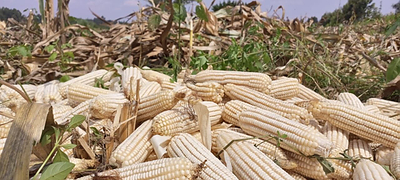 corn cobs