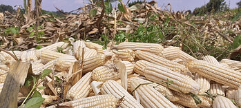 corn cobs
