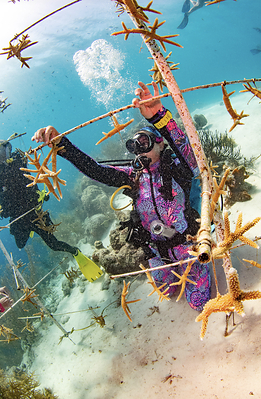Pictured here, guests at Sandals Royal Curaçao participate in hands-on coral restoration through the resort's partnership with BRANCH Coral Foundation, helping to nurture and outplant coral fragments.