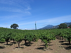 Vineyard 29 Passes Aida Vineyard to a New Generation of Napa Valley Winemakers