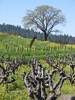 As a condition of the sale, the winery has secured grape purchase agreements from the property for at least the next three years, ensuring uninterrupted production of its Aida-designated wines.
