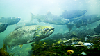 Harvesting immature Chinook is shrinking salmon and reducing future returns, new research finds