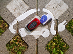 Les succès du Marathon européen de la mobilité électrique prouvent la polyvalence de la gamme VinFast 100% électrique