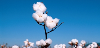 Juntos, MT e BA respondem por cerca de 90% da produção brasileira de algodão em pluma Juntos, MT e BA respondem por cerca de 90% da produção brasileira de algodão em pluma