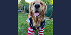 AMERICA HAS SPOKEN: BEGGIN' UNVEILS THE BEGGIN' XI TOP DOG