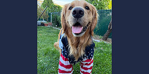 AMERICA HAS SPOKEN: BEGGIN' UNVEILS THE BEGGIN' XI TOP DOG