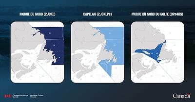 Augmentation de 55 % du quota de morue du Nord : la ministre Thompson annonce les décisions de gestion rendues pour 2026 concernant la morue du Nord, la morue du nord du golfe, ainsi que le capelan de la côte nord-est et de la côte sud de Terre-Neuve-et-Labrador