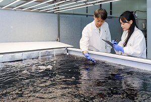 CJ Foods to Break Ground on Commercial Land-Based Gim Cultivation Facility, Pioneering Sustainable Production of Korean Seaweed