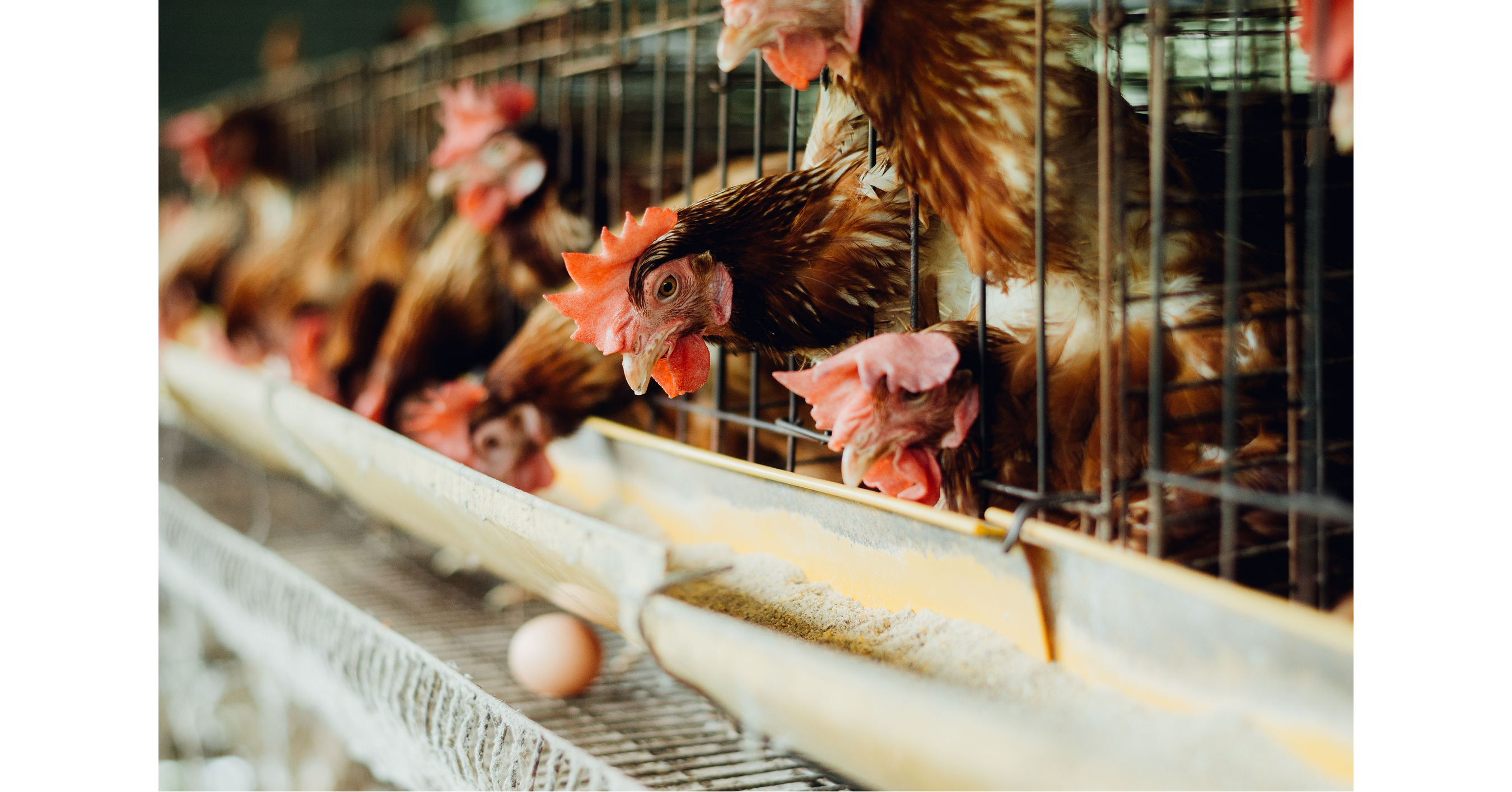 Kroger-Owned Premium Grocer, Harris Teeter, Faces National Pressure and Public A...