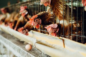 Kroger-Owned Premium Grocer, Harris Teeter, Faces National Pressure and Public Accountability Campaign Over Delayed Cage-Free Egg Sourcing