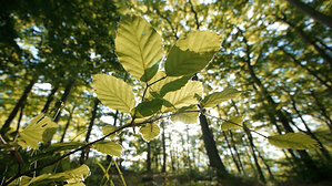 TOYOTA SHOWS HOW IT IS TURNING CLIMATE GOALS INTO ACTION ON "EARTH WITH JOHN HOLDEN" THIS WEEKEND