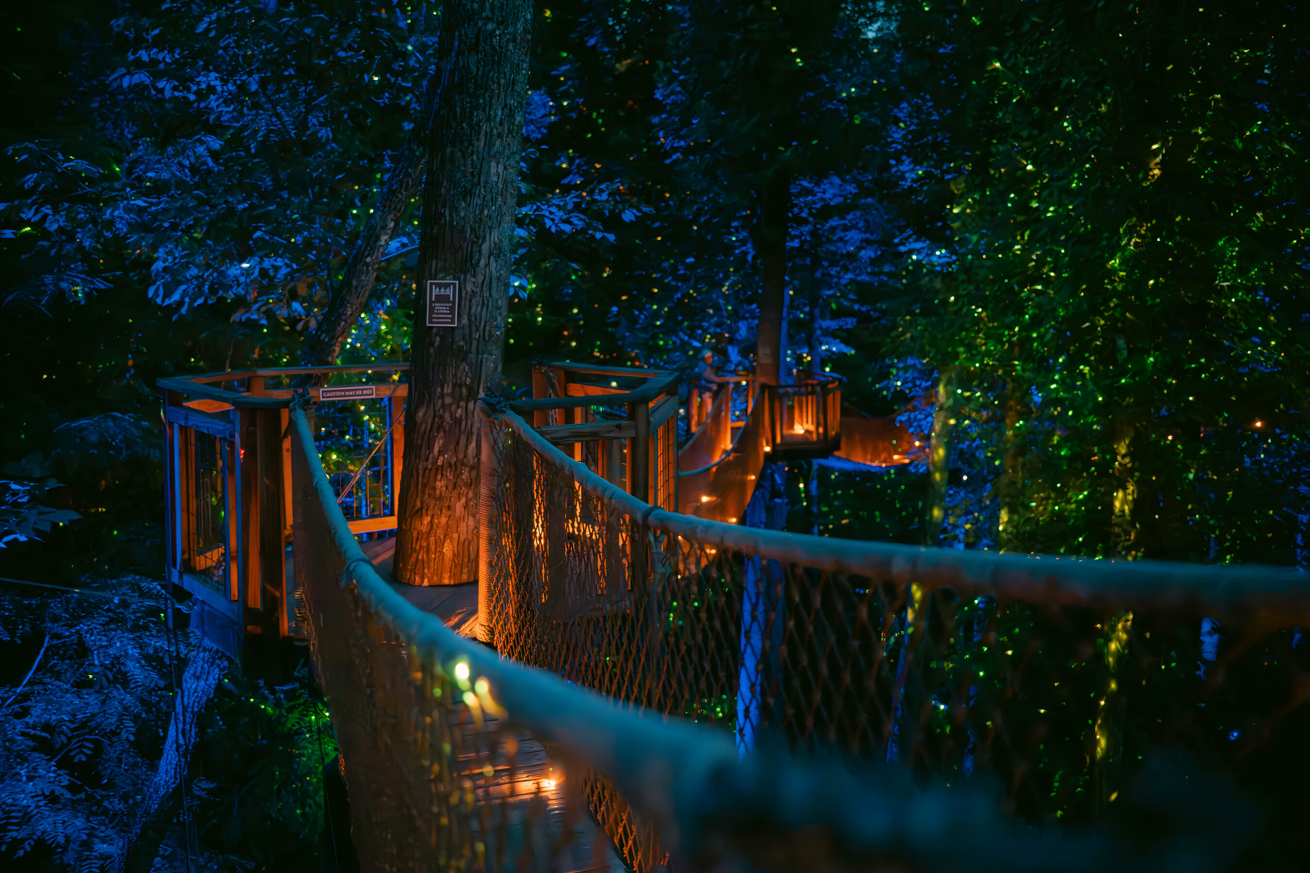 Anakeesta's Breathtaking New Firefly Experience Is Now Open to the World