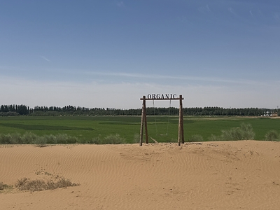 In China's barren northwest, the vibrant green pasture contrasts  the adjacent ochre sands