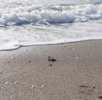 A sea turtle hatchling headed towards the ocean in Juno Beach, Florida. 