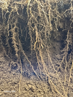Azoteobacter fungi on corn root with Biochar Now