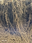 Azoteobacter fungi on corn root with Biochar Now