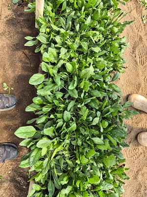 Microparcela Con Biochar Now