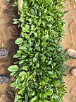 Microparcela Con Biochar Now