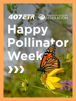 407 ETR marks Pollinator Week with native plant giveaway and expanded partnership with Canadian Wildlife Federation