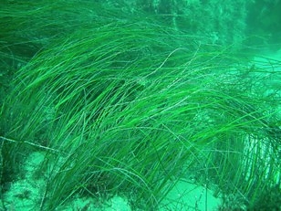 Toward Effective Nationwide Seagrass Data Collection: Insights from a Hasanuddin University Study