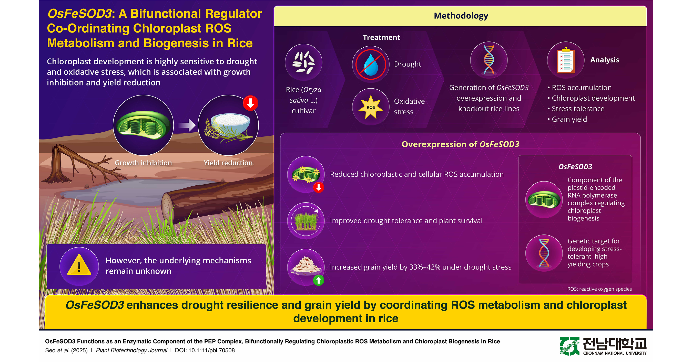 Chonnam National University Identifies Dual-Function Rice Gene That Boosts Drought Tolerance and Grain Yield