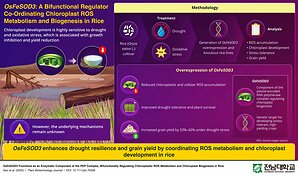Chonnam National University Identifies Dual-Function Rice Gene That Boosts Drought Tolerance and Grain Yield