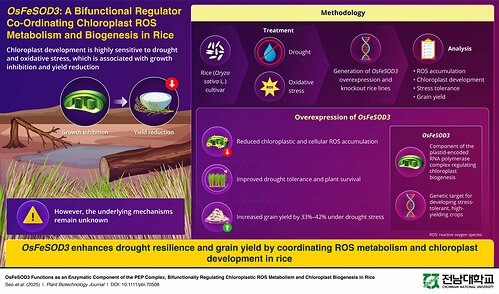 OsFeSOD3 enhances drought resilience and yield by coordinating ROS scavenging and chloroplast development in rice
