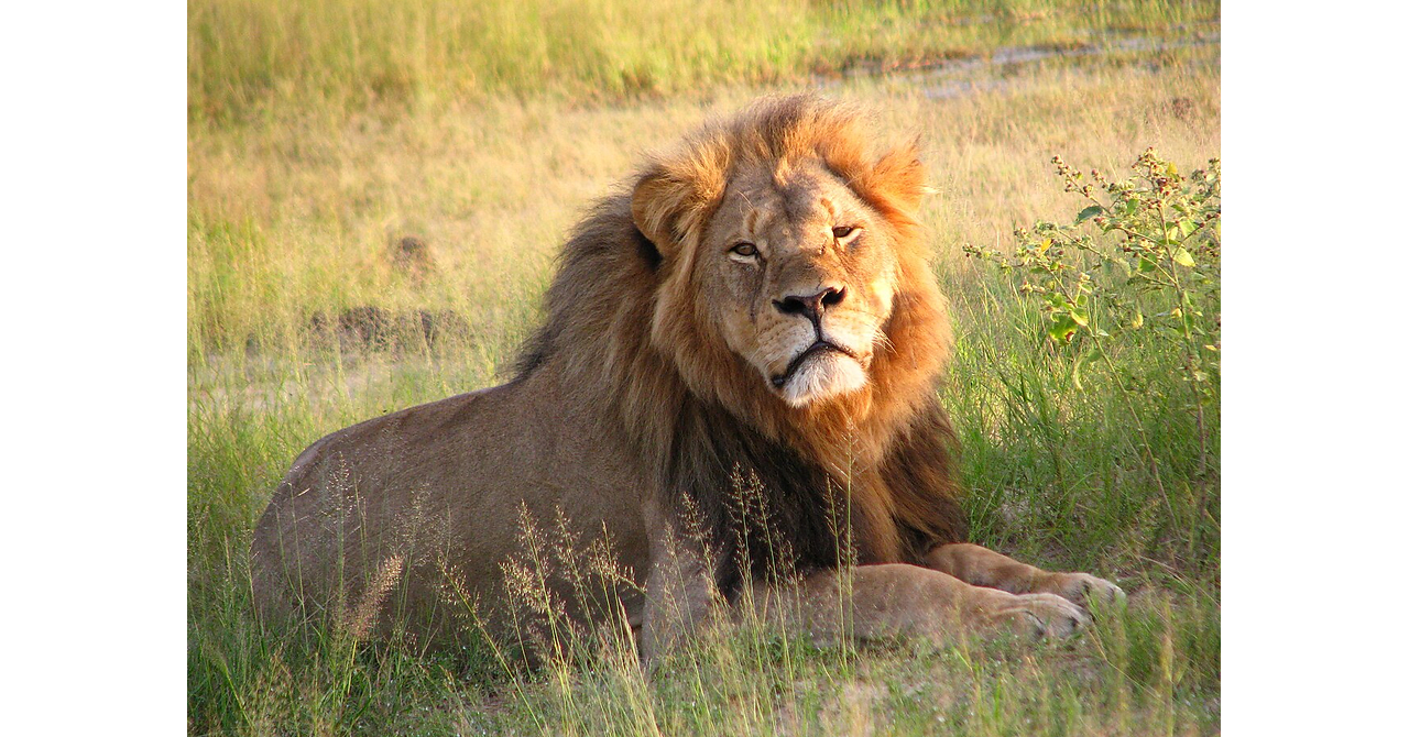Former Presidents, stars, conservationists and indigenous leaders launch historic coalition to abolish trophy hunting on Cecil anniversary