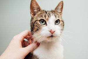 Breakthrough in Feline Welfare: New Tool for Assessing Cat Wellbeing is Scientifically Validated