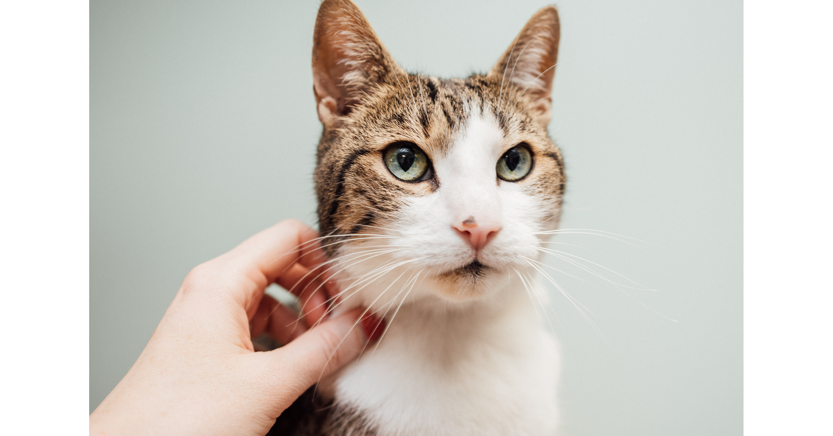 Breakthrough in Feline Welfare: New Tool for Assessing Cat Wellbeing is Scientifically Validated