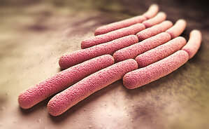 Clinical Trial of Shigella Vaccine Shows 89% Protection