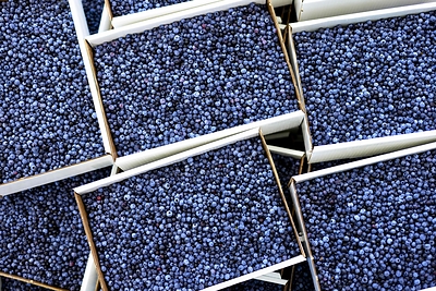 Wild Maine Blueberries ready for sale during Wild Blueberry Weekend